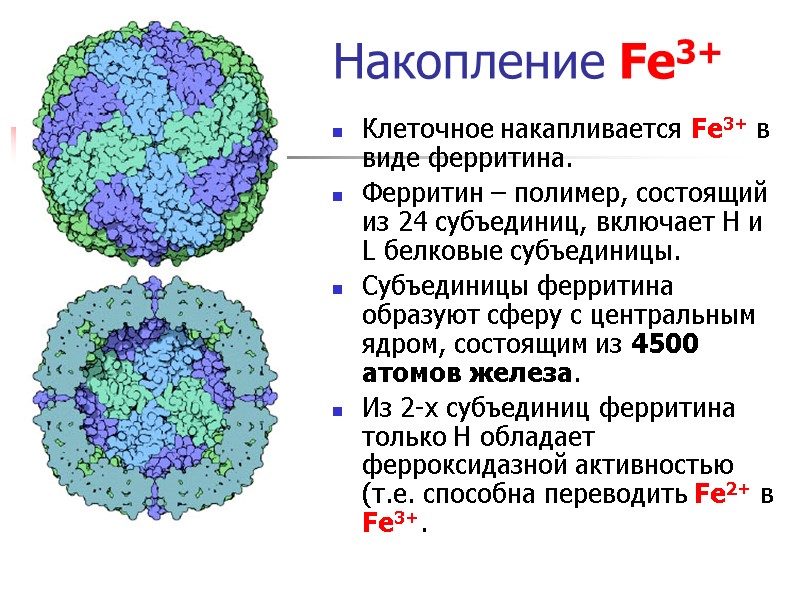 Накопление Fe3+ Клеточное накапливается Fe3+ в виде ферритина.  Ферритин – полимер, состоящий из